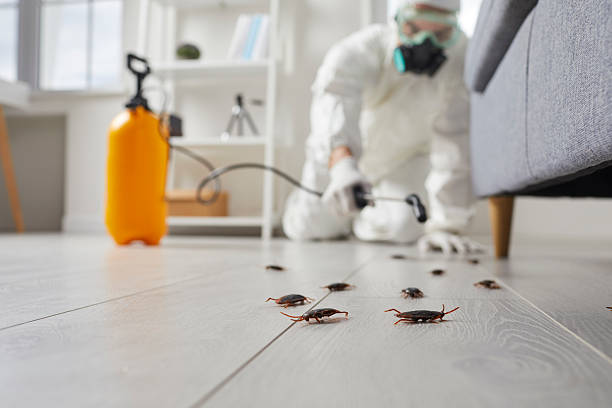 Commercial Kitchen Cockroach Control in Hunter